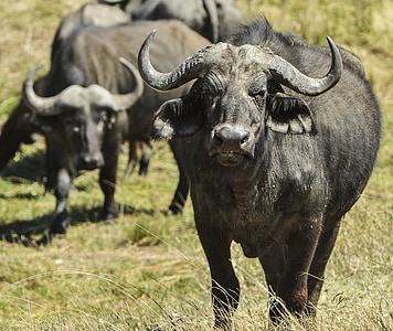 Cape buffalo, Afrika, voľne žijúcich živočíchov, hovädzí dobytok, divoké, lesný roh, Savannah