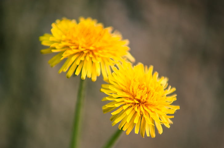 dandelion, yellow, flower, spring, macro, plant, nature