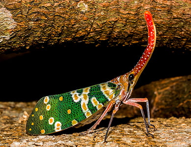 hata, canthigaster böceği, yakın çekim, renkli, renkli, egzotik, fulgoromorpha