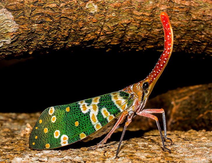 jangkrik canthigaster, Fulgoromorpha, serangga, Belalai, panjang, merah, warna-warni