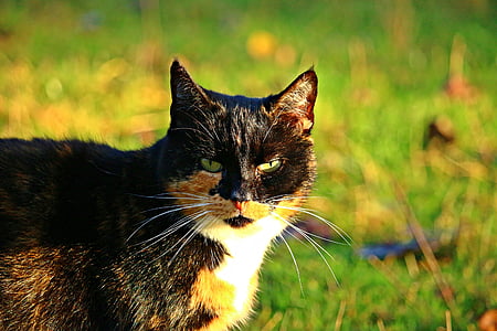mieze, cat, three coloured, lucky cat, domestic cat, grass, autumn
