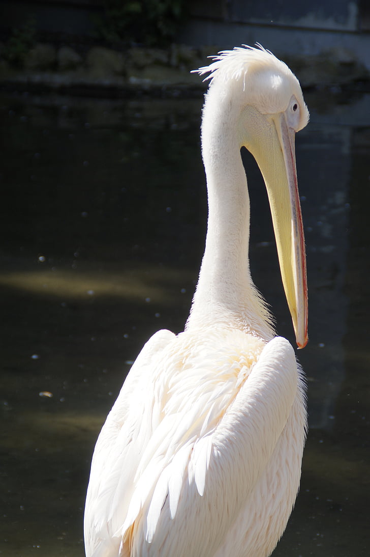 Pelikan, blanc, ocell, ocell d'aigua, moure's, vista del darrere, responsable