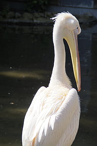 pelikan, white, bird, water bird, move, rear view, head
