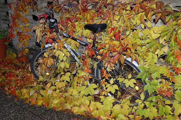 dviratis, rudenį, lapai, paslėptas, rudenį lapija