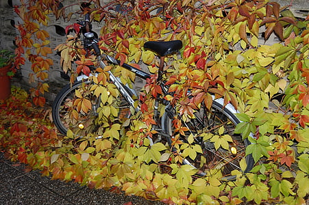 vélo, automne, feuilles, caché, feuillage d’automne