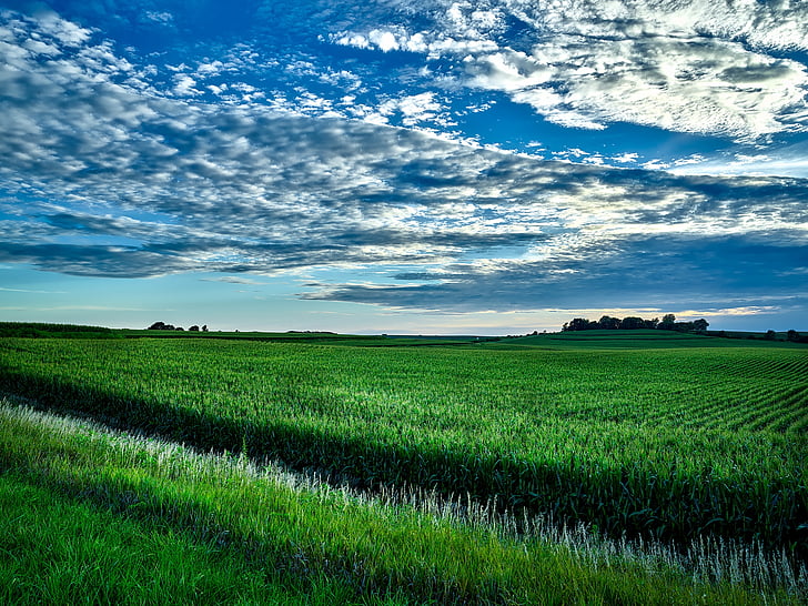 Iowa, blat de moro, camp, cultiu, l'agricultura, granja, paisatge