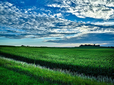 Iowa, kukurydza, Niwa, upraw, Rolnictwo, gospodarstwa, krajobraz