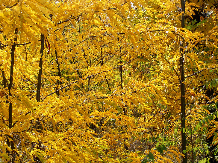 bos, herfst, bomen, geel, blad, landschap, Kleurplaat