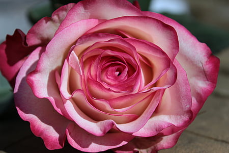 Rožė, rožinė ir balta, žiedų, žydėti, gėlė, rožės žydi, kvapnios rožės