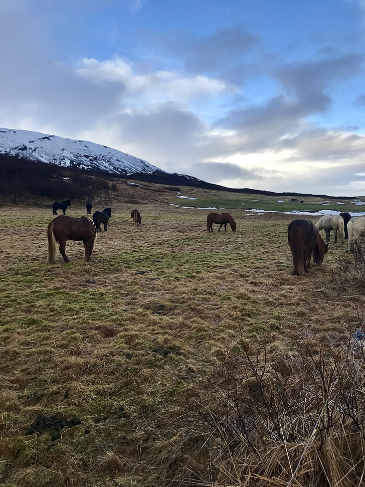 Izland, Izlandi Lovak, a golden circle, ló, izlandi, természet