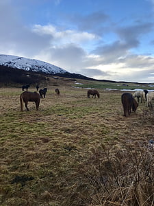 Islanda, cai islandeză, Cercul de aur, cal, Islandeză, natura