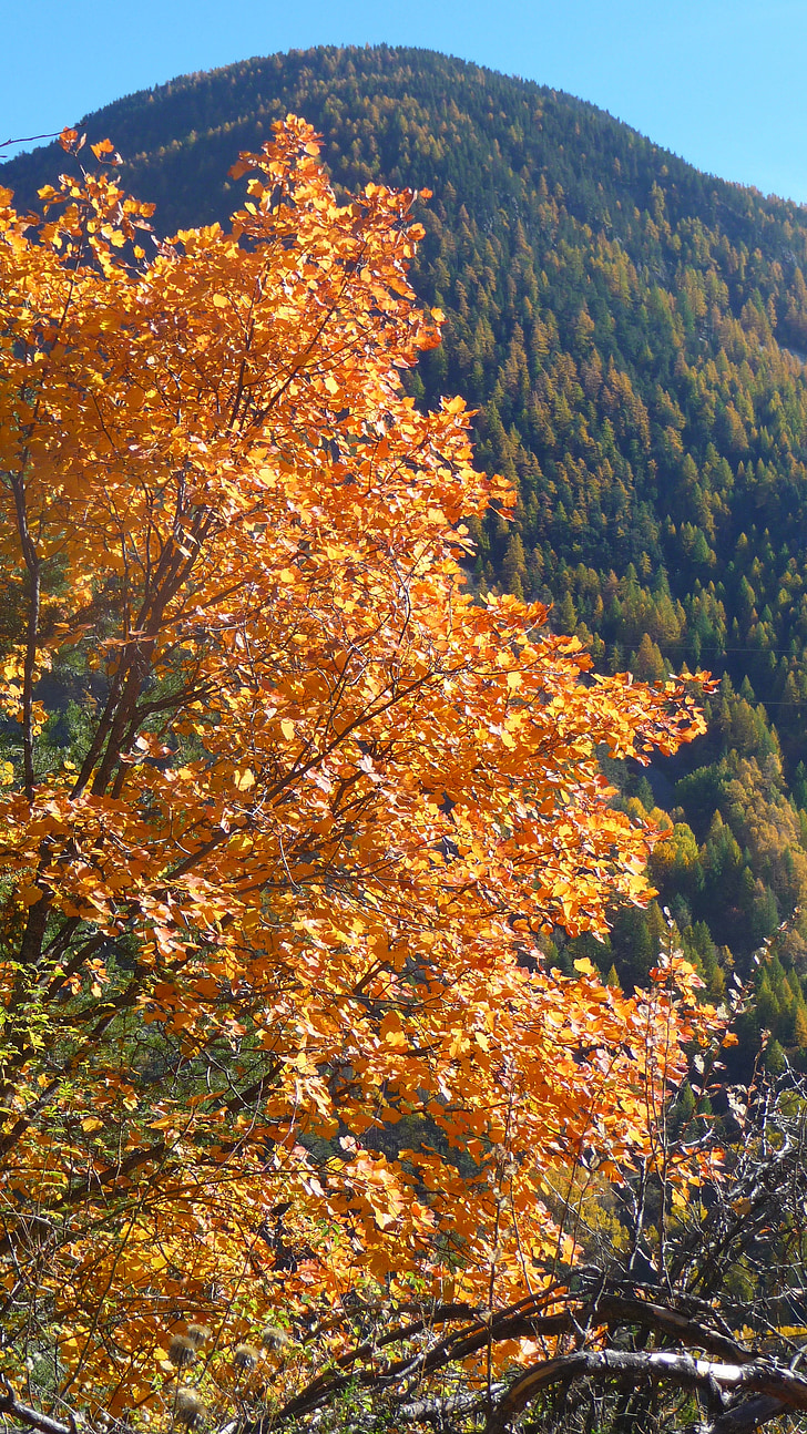 padec, drevo, barva, listje, gorskih, listi, Alpe