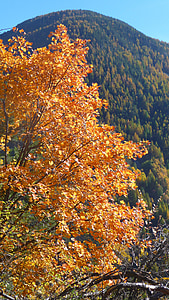 l’automne, arbre, Couleur, feuillage, montagne, feuilles, Alpes