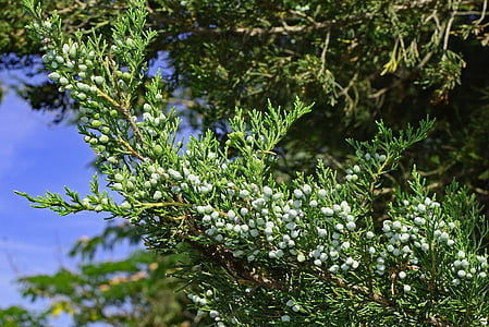 Cedar bobule, Evergreen, bobule, strom, závod, Příroda, modrá