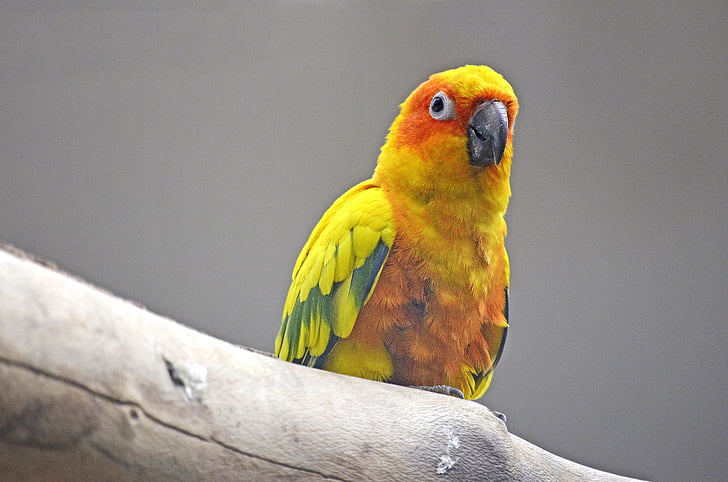 일 꼬, 앵무새의 일종, 새, 남 아메리카 앵무새, 노란색, 다채로운, 깃털