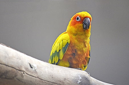 Konura słoneczna, papuga długoogonowa, ptak, papuga Ameryki Południowej, żółty, kolorowe, pióro
