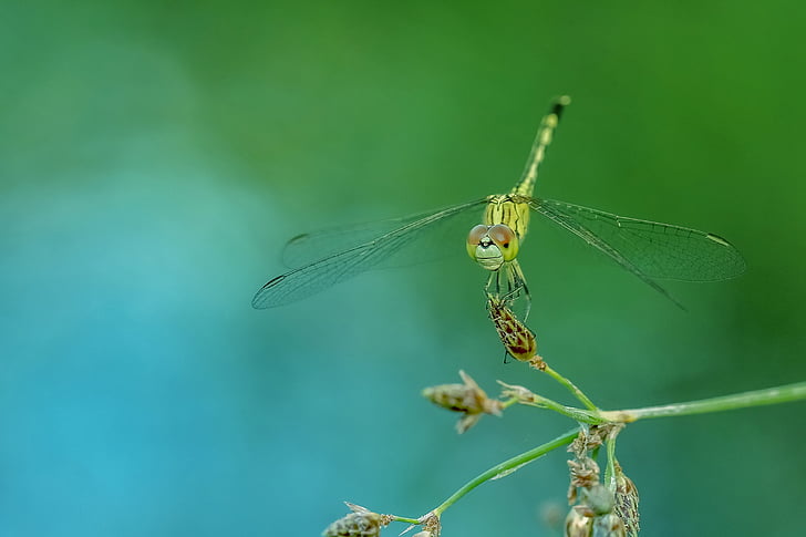 Libélula, inseto, macro, natureza, vida selvagem, animal, close-up