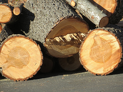 brandhout, Logboeken, hout, logboek, hout, boom, bos