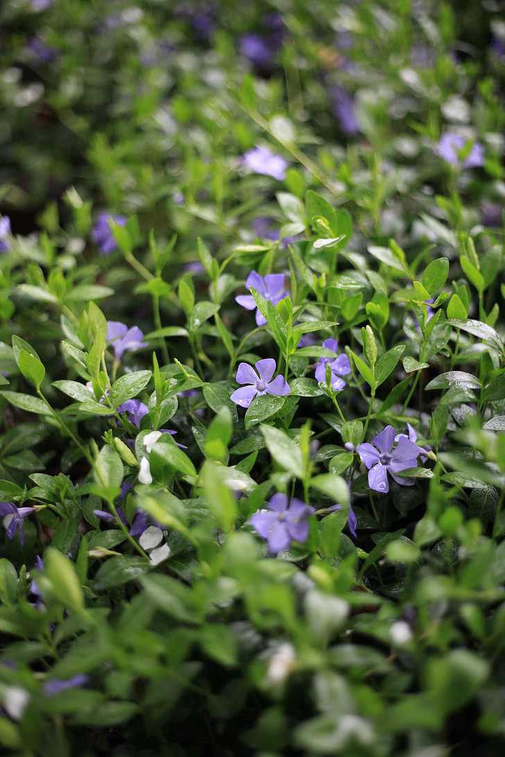 Periwinkle, Herb, lilla, grøn baggrund, 5 kronblade, forår, natur