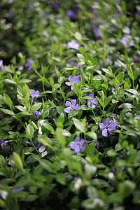 Litorina, žolė, violetinė, žaliame fone, 5 žiedlapių, pavasarį, Gamta