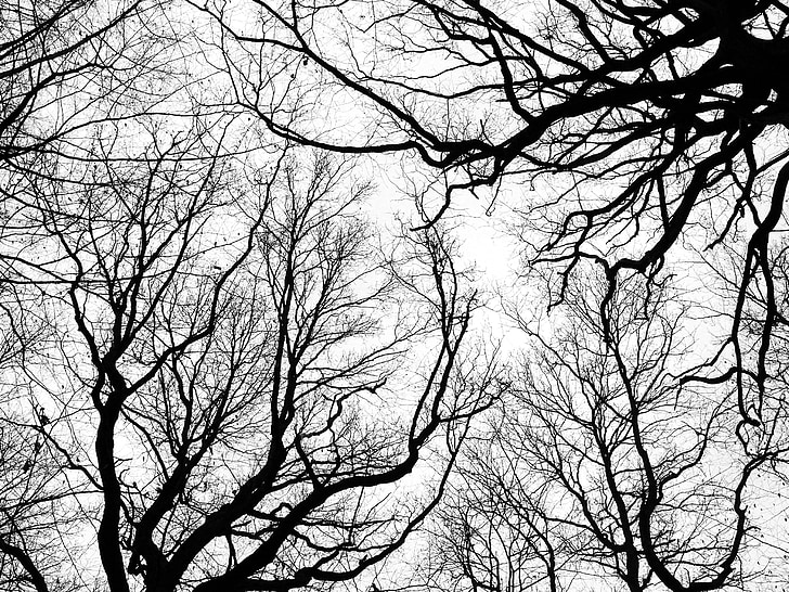 crown, winter, cold, bare tree, aesthetic, branches, kahl