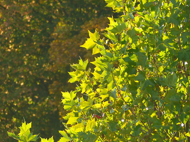 Outono, verde, sol, noite, árvore, folhas, folha