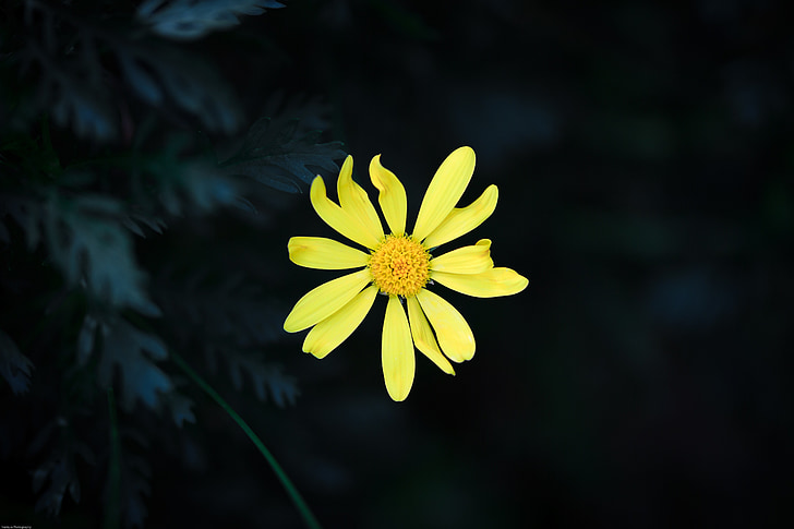 cvijet, Žuti cvijet, Vi, žuta, Cvjetni, latica, žuto cvijeće