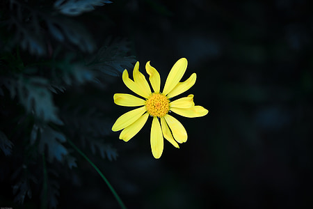çiçek, sarı çiçek, Siz, Sarı, çiçek, Petal, sarı çiçek