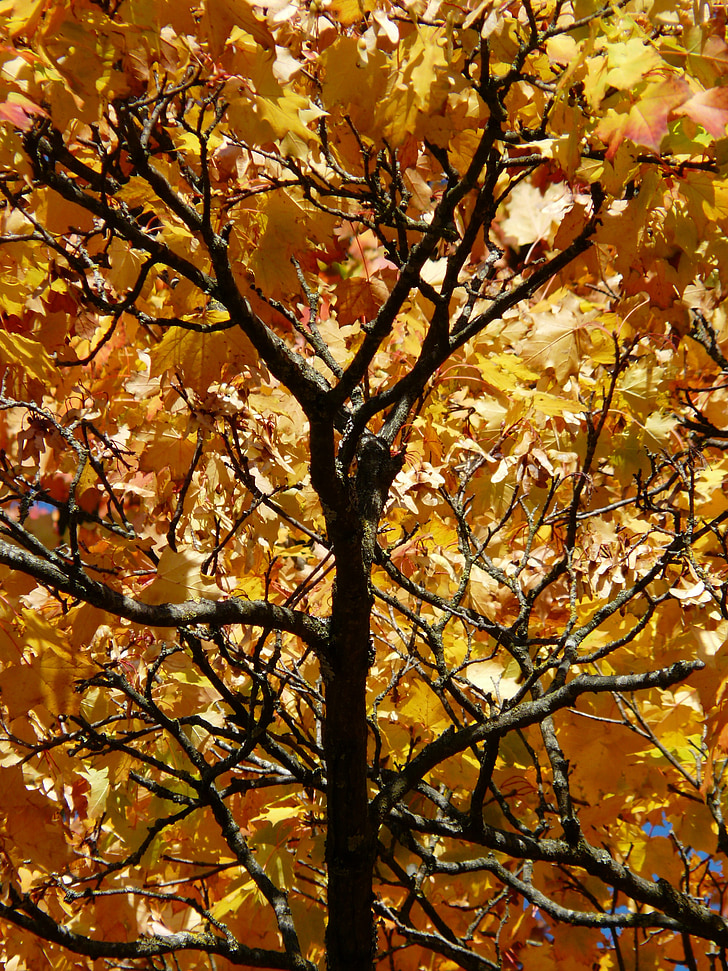 takken, esthetische, herfst, kleurrijke, Bonte, contrast, herfst boom