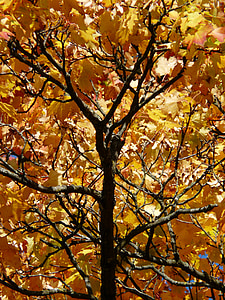 pobočky, estetické, jeseň, farebné, krikľavý, kontrast, jesenný strom
