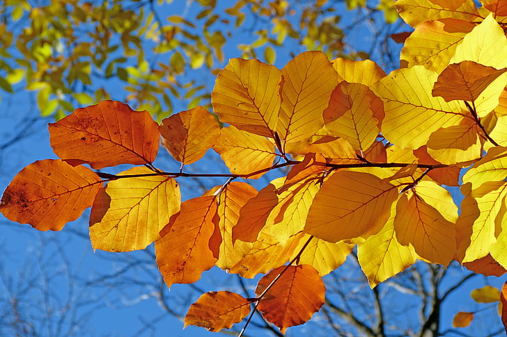 dedaunan, Beech, daun, musim gugur, warna-warna cerah, kontras, cahaya