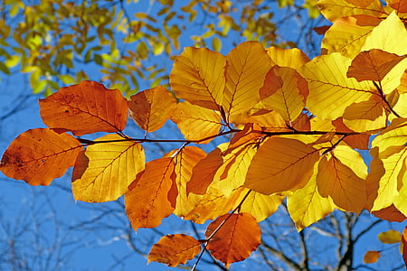 foliage, beech, leaves, fall, bright colors, contrast, light