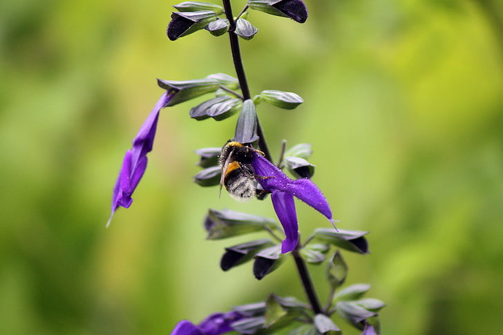 bumblebee, insect, nature, flower, green, plant, nectar