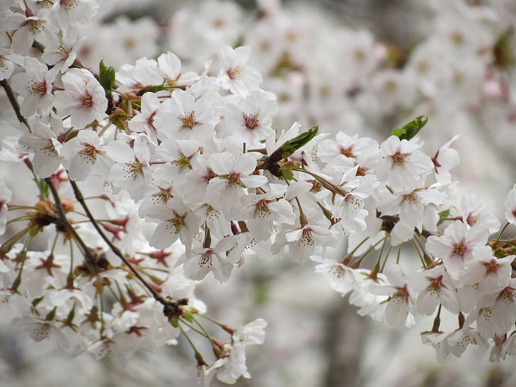 Třešňové květy, jaro, květiny