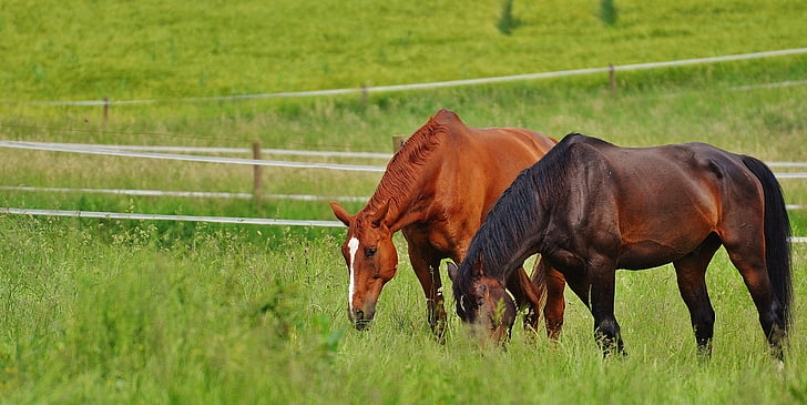 hästar, för två, koppling, hingst, äta, Paddock, brun
