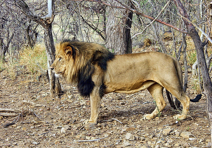 lion, male, namibia, wildlife, animal, mammal, predator