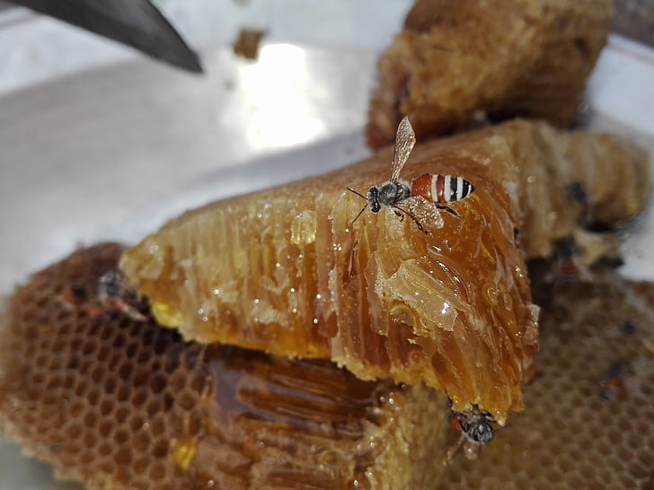 пчела, мед, фокус, Криле, здраве