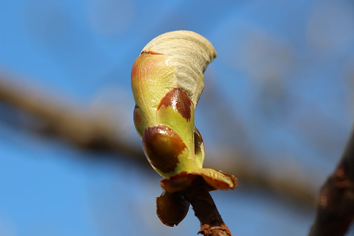 mùa xuân, lá, Bud, chi nhánh