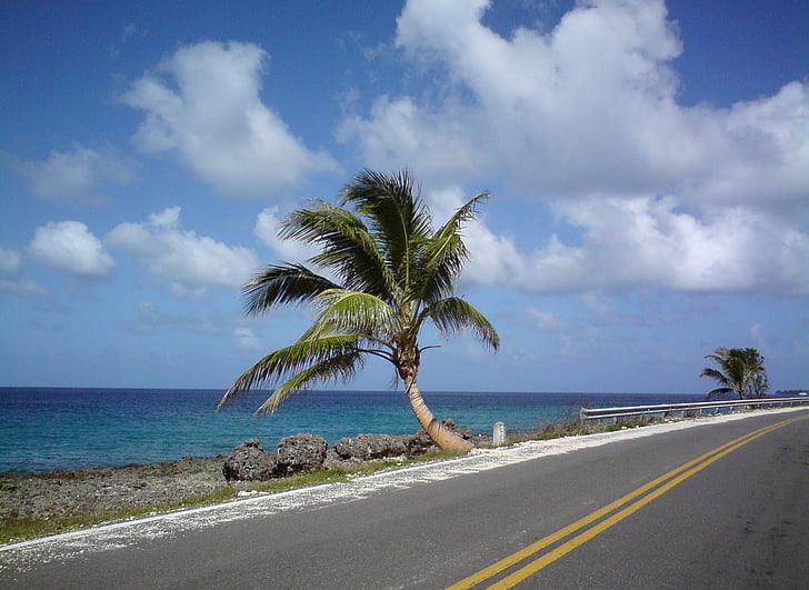 San andrés, Colombia, Palm, træ, Beach, landskab, Caraibien