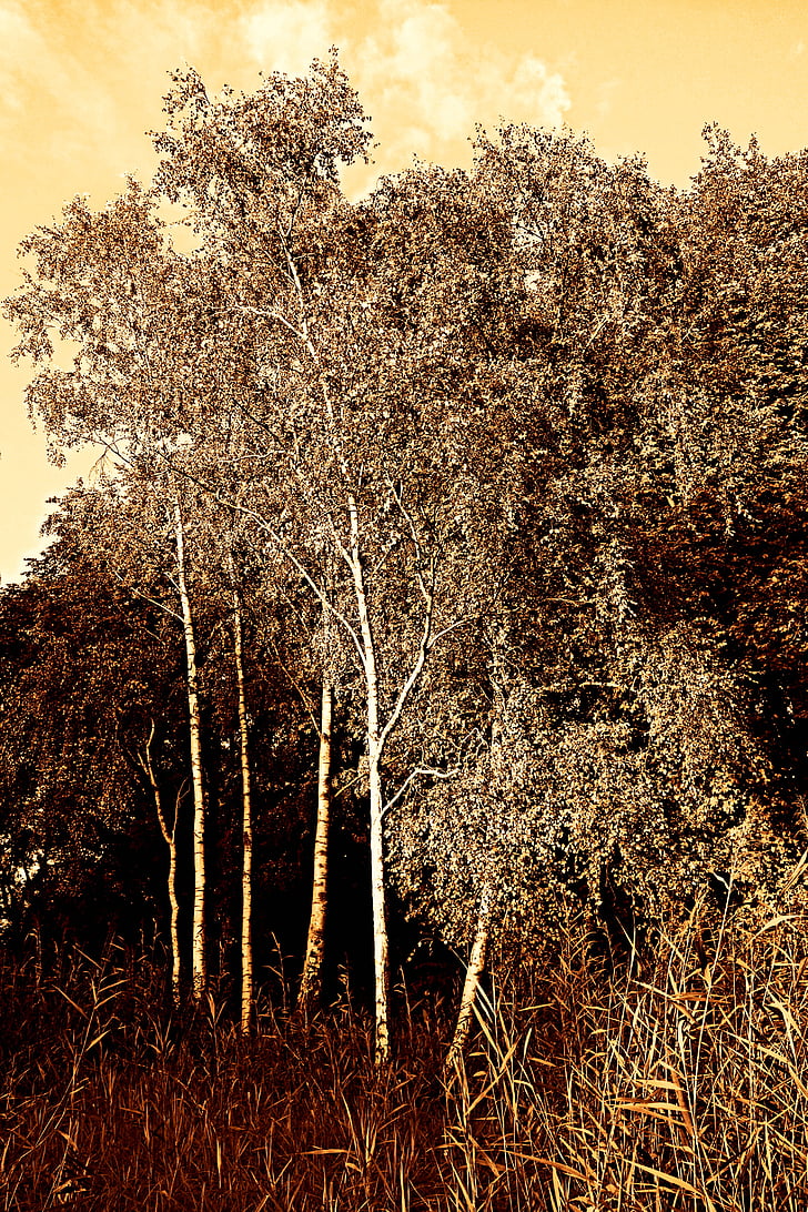 Breza, drvo, Redatelj: Želimir Mesarić, šume, priroda, krajolik, slikovit