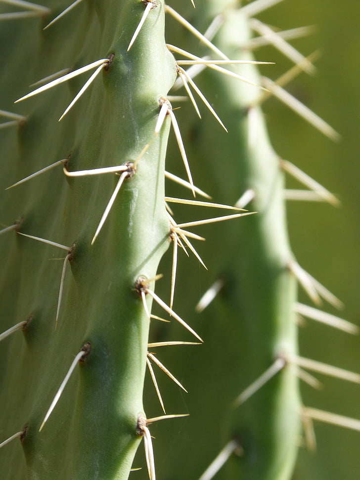 Cactus, pale, delimitavano, spiedo, puntura, pungente