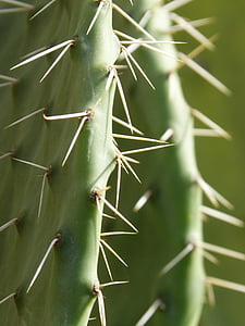 Cactus, pale, delimitavano, spiedo, puntura, pungente