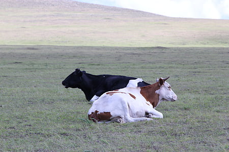 mongolia wewnętrzna, Prairie, krów mlecznych, żółty bydła, ranczo, zwierząt, gospodarstwa