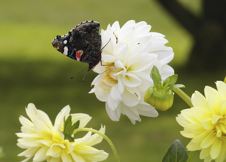 Dahlia, blomst, sommerfugl, en dyr, petal, hvit farge, sårbarheten