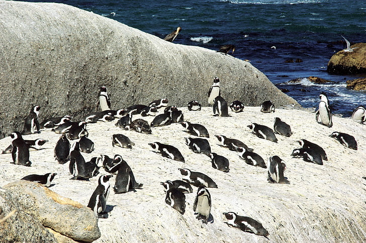 south africa, shore, penguins, the cap, colony, wild
