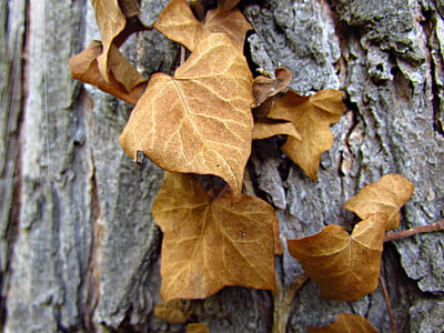listoví, suché, podzim, Příroda, strom, žlutá, podzimní listí