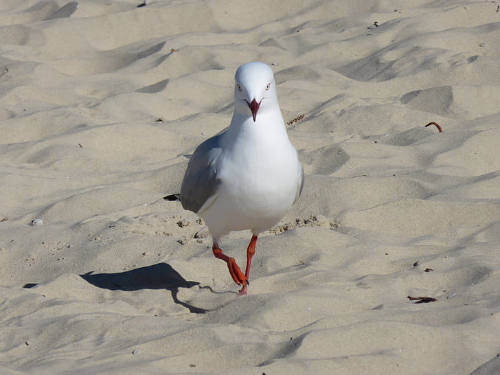 Seagull, Playa, pájaro, verano, naturaleza, Costa, arena