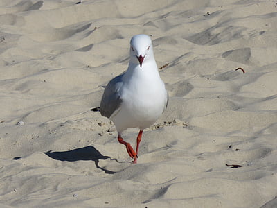 seagull, beach, bird, summer, nature, coast, sand