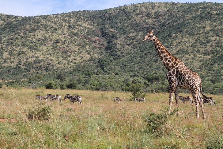 giraffa, Pilanesberg, Safari, animale, all'aperto, Bush, Africa