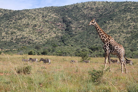 giraffe, pilanesberg, safari, animal, outdoor, bush, africa